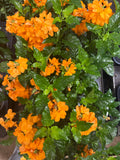 Crossandra