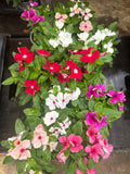 Vinca